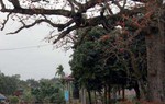 Cây gạo hơn 700 tuổi của nàng công chúa nhà Trần