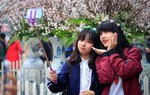 Hà Nội có 64 chợ hoa xuân Tết Nguyên đán 2019