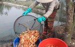 Làng nuôi cá chép đỏ xứ Thanh nhộn nhịp trước ngày ông Công, ông Táo