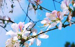 Chung kết cuộc thi Người đẹp Hoa ban vào 14/3