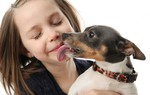 Chó mèo liếm: Thủ phạm gây bệnh nan y