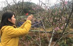 Người dân Mộc Châu thu trăm triệu từ đào rừng
