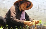 Trao quyền kinh tế cho phụ nữ là chiến lược thông minh