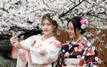 Vẻ đẹp Nhật Bản khi mùa hoa anh đào nở