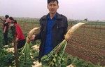  Dạy từ 4h sáng đi "giải cứu" củ cải giúp nông dân