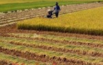 Quy định mới về quản lý, sử dụng đất trồng lúa
