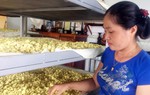 Người phụ nữ tiên phong đầu tư chế biến tinh bột nghệ sạch