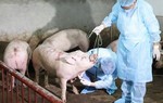 Một số giải pháp cấp bách phòng, chống bệnh Dịch tả lợn Châu Phi