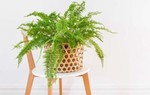 9 loại cây trồng trong nhà thanh lọc không khí cực tốt