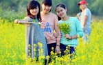 5 cánh đồng hoa cải vàng đang nở rộ ven Hà Nội