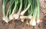 Để có hũ hành muối ngon, cần biết cách phân biệt hành củ ta với hành Trung Quốc 