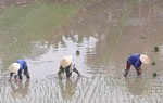 Nghề đi cấy lấy công 'hot' dịp giáp Tết Nguyên đán ở Nghệ An