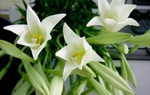 Bí quyết giúp bình hoa loa kèn đẹp bền 