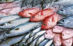 Dị tật 'tố cáo' cá nhiễm độc