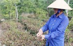Thủ tướng chỉ đạo tập trung ứng phó hạn hán tại Trung Bộ