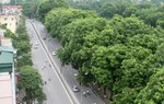 Chặt cổ thụ ven hồ Thủ Lệ để làm đường sắt