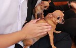 Mê mẩn quán cà phê thú cưng 'ngàn đô' ở Sài Gòn