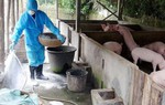 Lợn bị tiêu hủy do dịch tả châu Phi, người chăn nuôi có được hỗ trợ? 