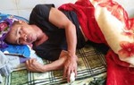 Nghệ An: Đi làm ruộng, một người dân bị lợn rừng cắn đứt ngon tay