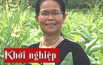 50 tuổi khởi nghiệp với thức uống từ bồ công anh 