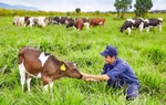 Khám phá trang trại bò sữa organic tiêu chuẩn châu Âu của Vinamilk