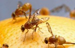 Cách đơn giản để côn trùng không ‘ghé thăm’ nhà ngày hè