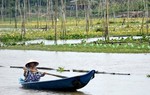 Làng rau nhút thủy sinh 'độc nhất vô nhị' ở Đồng Tháp