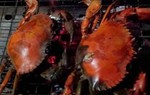 'Nghiện' hải sản nướng, dễ dính sán lá phổi