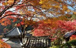 Mê đắm cảnh sắc mùa thu Kyoto 