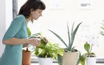 'Bí kíp' lựa cây cảnh trồng trong nhà và chăm sóc cây đúng cách