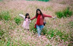 Hoa tam giác mạch Hà Giang sẽ ‘đổ bộ’ Hà Nội tuần này