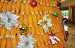 Độc đáo cây thông Noel được làm từ 3.600 bắp ngô 