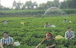 Người đỡ đẻ và cảm hóa những phạm nhân nữ