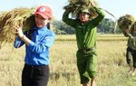 Thanh niên, công an cùng xuống đồng giúp dân gặt lúa chạy lũ 