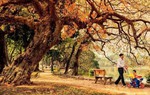 Từ tháng 9 có tuyến phố đi bộ quanh Hồ Gươm