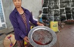 Người dân khu bãi rác Nam Sơn: "Thu hoạch" 5kg ruồi/tuần