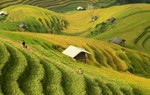 Ngất ngây mùa vàng Mù Cang Chải 