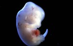 Nuôi cấy nội tạng người trên động vật và lo ngại tạo ra sinh vật lai người