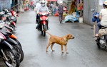 "Tai bay vạ gió" vì chó thả rông