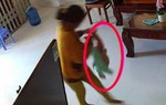 Giúp việc bạo hành dã man bé 8 tháng tuổi