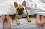 Thú cưng chuẩn bị được ‘ra tòa’ trong các vụ ly hôn