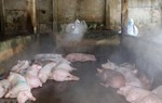 Đồng Nai: Điều tra làm rõ vụ giết mổ lợn nhiễm bệnh tả châu Phi