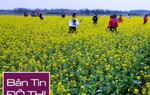 Người người đổ xô đi xem cánh đồng hoa cải ở Thái Bình