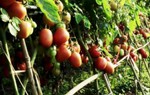 Phát huy vai trò của phụ nữ trong sản xuất, sử dụng thực phẩm an toàn 