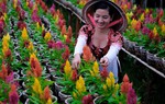 Hoa Sa Đéc hối hả đổ về các chợ hoa Xuân