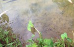 Cá chết trắng suối Nhẹm Hòa Bình