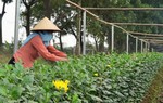 Rét đậm kéo dài, làng Tây Tựu lo mất mùa hoa Tết