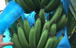 Người dân vựa chuối huyện Kinh Môn - Hải Dương rộn rã vào vụ Tết