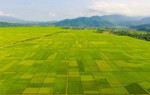Ngược Mường Thanh ngắm mùa xanh ngút ngàn 