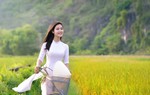 Ký ức từ cây lúa quê nhà